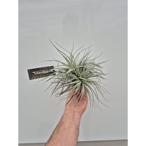 Tillandsia Silver x2 met Label