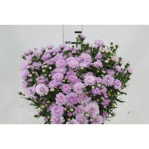 ASTER MARIANA 040 CM ROSA CLARO