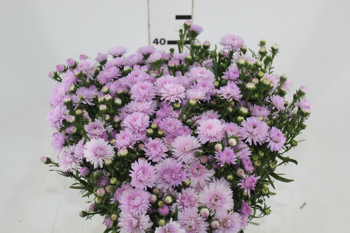 <h4>ASTER MARIANA 040 CM ROSA CLARO</h4>