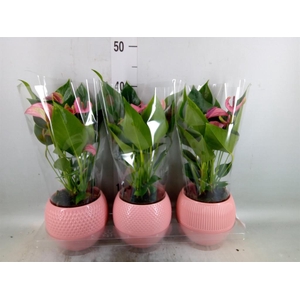 Anthurium andr. 'Joli'