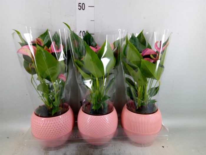 <h4>Anthurium andr. 'Joli'</h4>