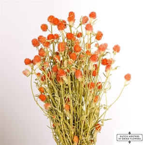 Dried Gomphrena Orange Bunch