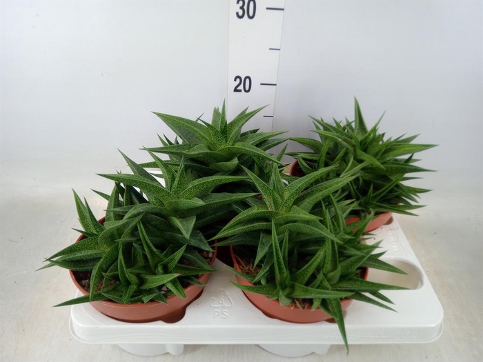 <h4>Haworthia   ...</h4>