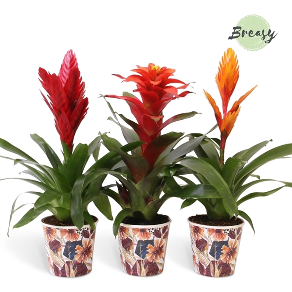 <h4>Bromelia Classic - 13cm in Bonn | Mimesis</h4>