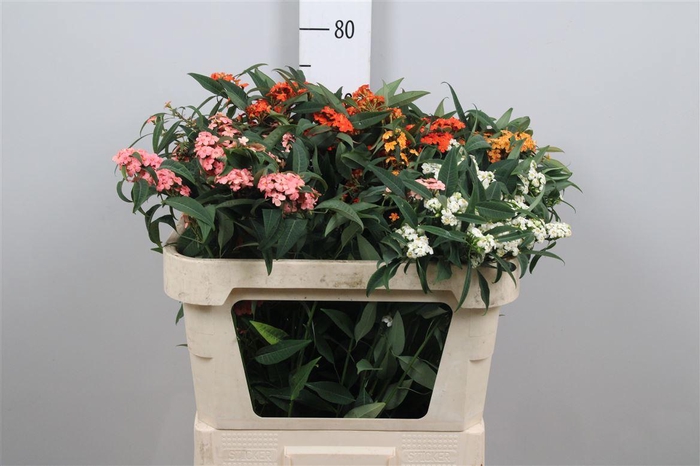 <h4>Euph Fu Gem</h4>