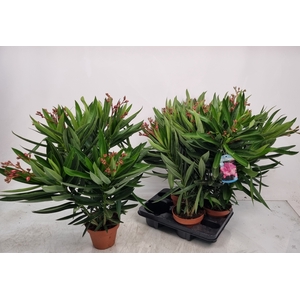 NERI OLEANDER