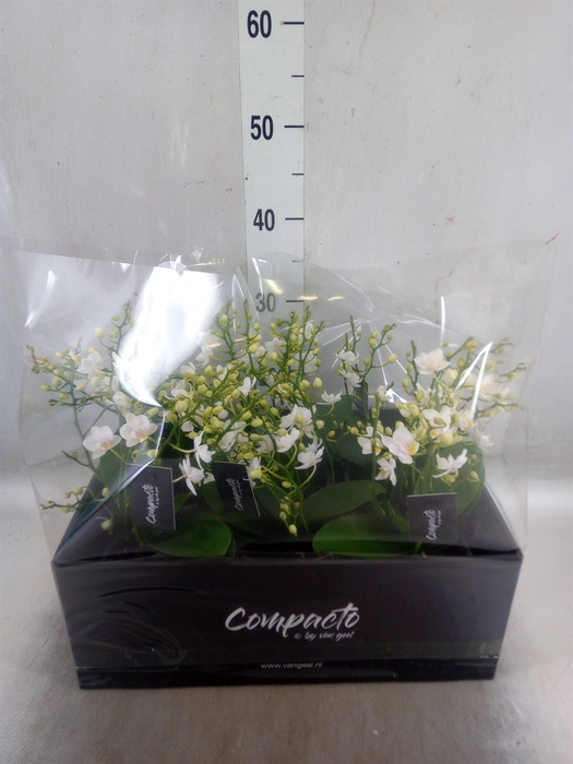 <h4>Phalaenopsis multi. 'White Punch'</h4>