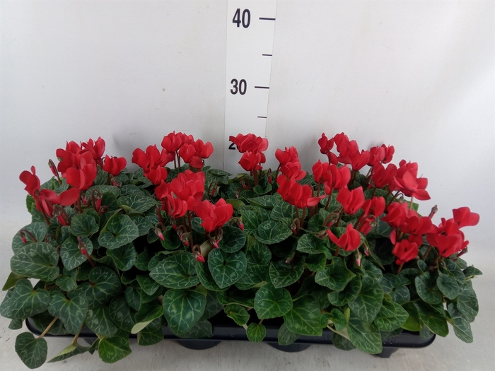 <h4>Cyclamen KL 'Carino'</h4>