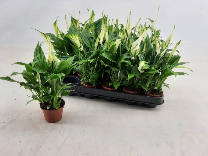 <h4>SPATH CHOPIN</h4>