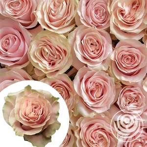 R Eq Pink Mondial