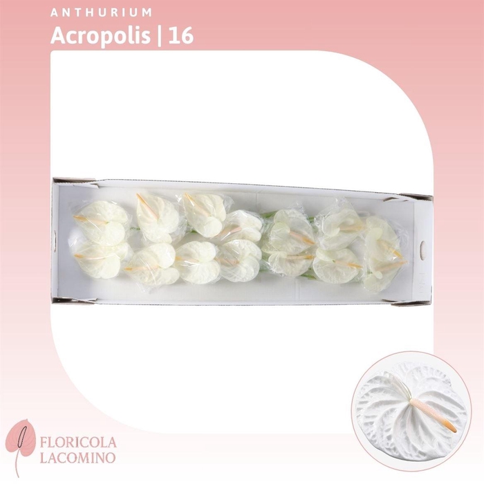 <h4>Anthurium Acropolis</h4>