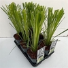 Cortaderia selloana