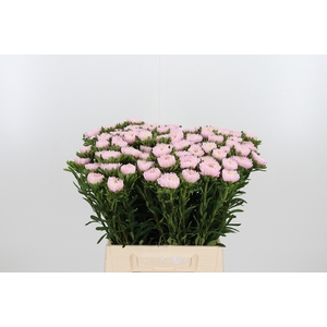 Callis Jules Pink