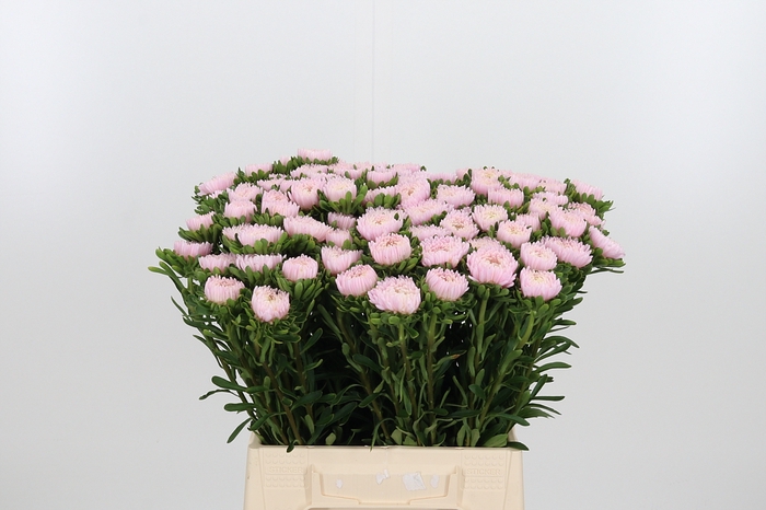 <h4>Callis Jules Pink</h4>