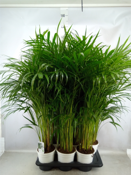 <h4>Dypsis lutescens   ...Chrysalidoca</h4>