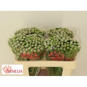 BRUN AYOBA SILV MOON