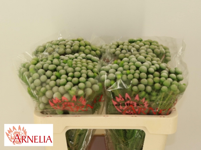 <h4>BRUN AYOBA SILV MOON</h4>