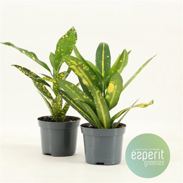 <h4>Codiaeum Mix 2 srt</h4>