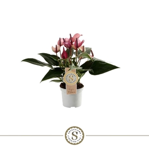 Anthurium Zizou paars Lila