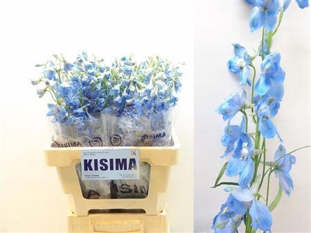 <h4>Delph En Sky Waltz</h4>