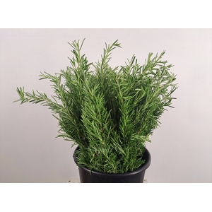 ROSMARINUS OFFICINALIS