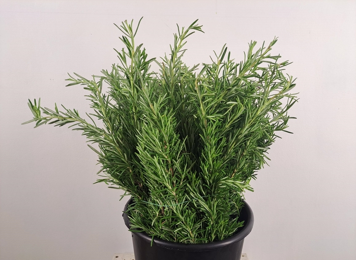 <h4>ROSMARINUS OFFICINALIS</h4>