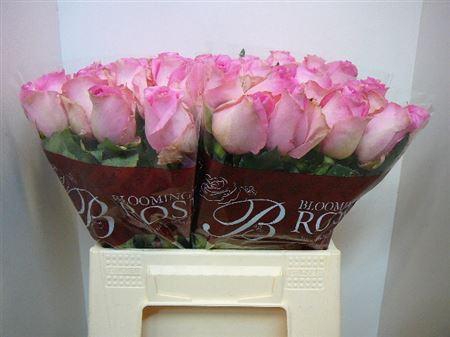 <h4>R Gr Revival</h4>