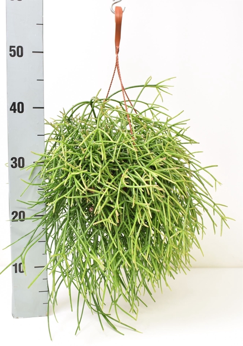 Rhipsalis pulchra