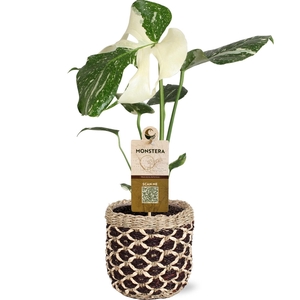 MONSTERA DEL VARIEGA