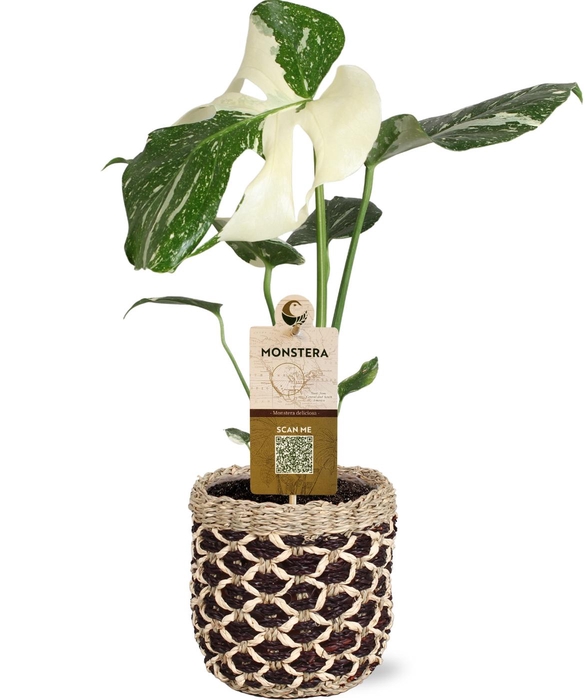 <h4>MONSTERA DEL VARIEGA</h4>