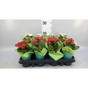 Arr.   Planten L%