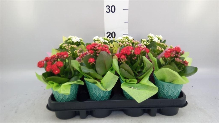 <h4>Arr.   Planten L%</h4>