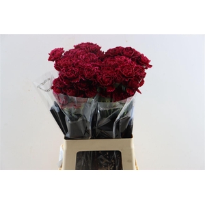 Di St Nobbio Velluto