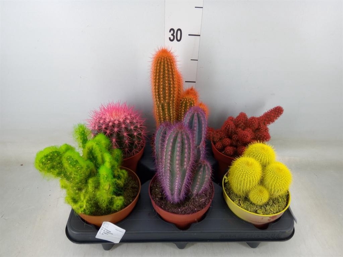 <h4>Cactus   ...</h4>