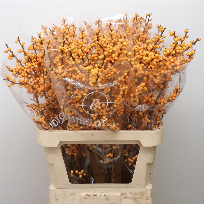 <h4>Ilex Ve Gold Verboom</h4>