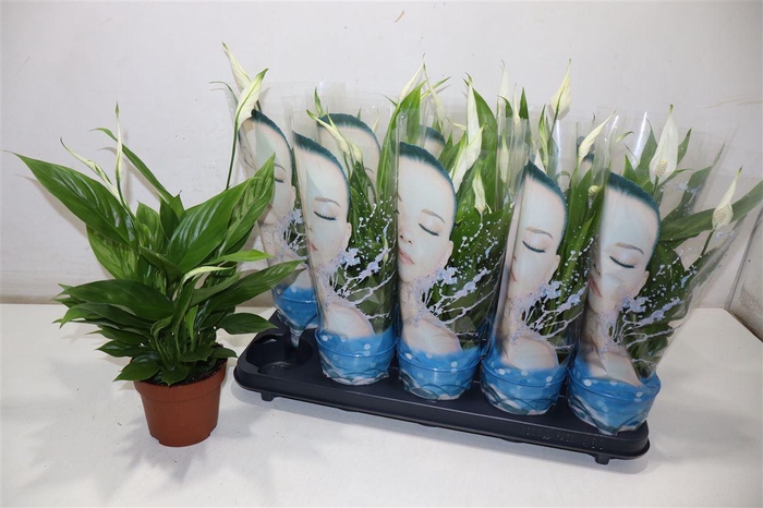 <h4>Spath Alana</h4>