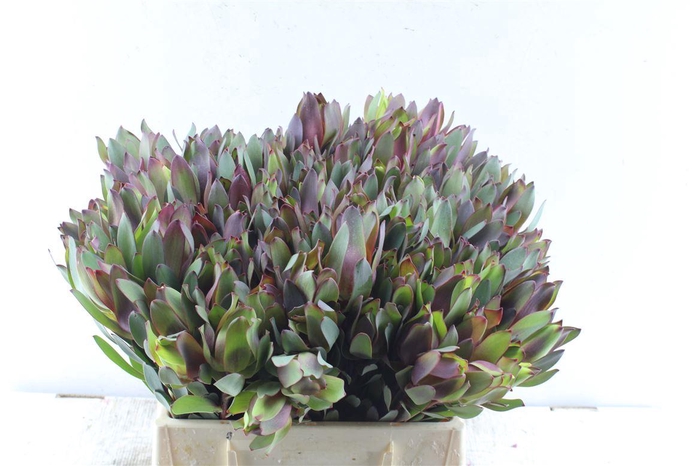 <h4>Leucad Senorita</h4>