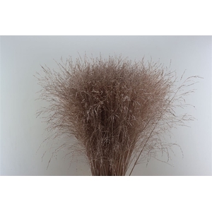 Siergras Panicum Thundercld Kbh Champagne Stem