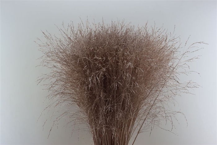 <h4>Siergras Panicum Thundercld Kbh Champagne Stem</h4>