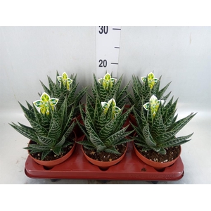 Aloe aristata 'Tiki Tahi'