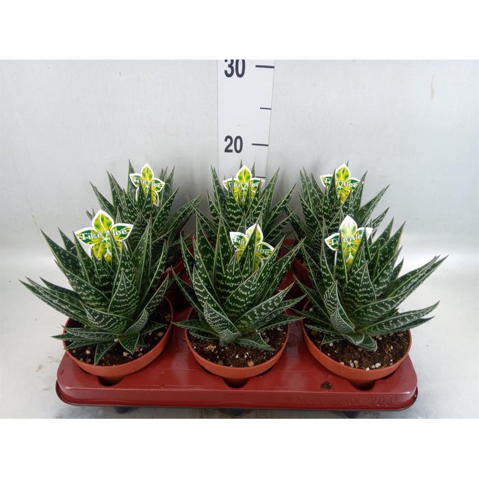 <h4>Aloe aristata 'Tiki Tahi'</h4>