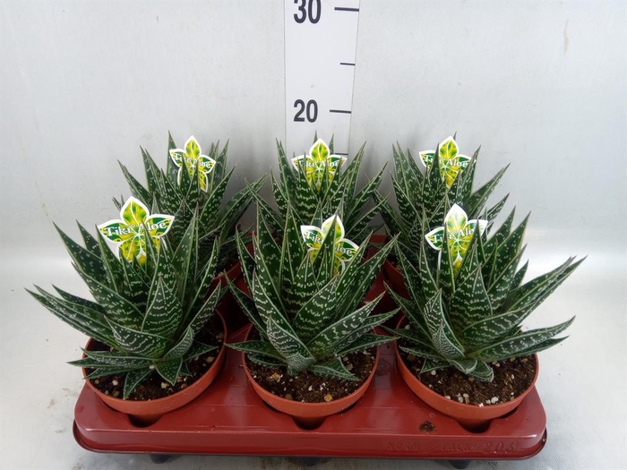 <h4>Aloe aristata 'Tiki Tahi'</h4>