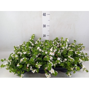 Sutera  'White Showers'