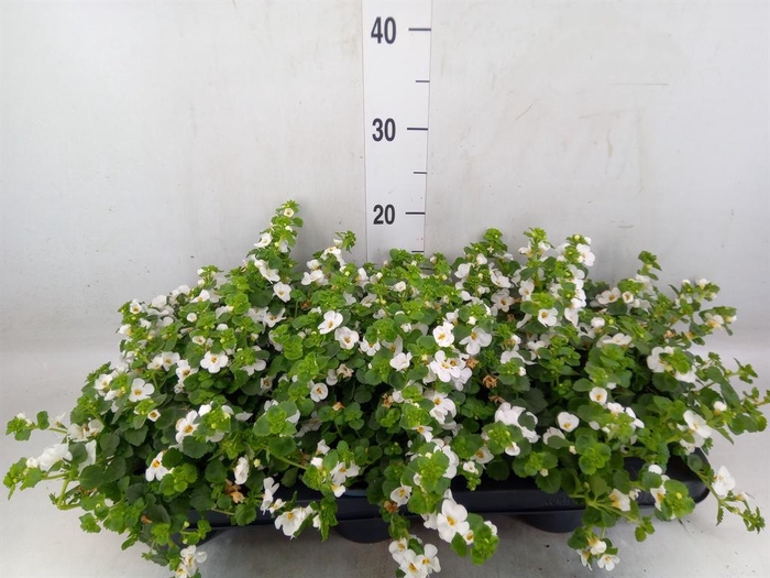 <h4>Sutera  'White Showers'</h4>
