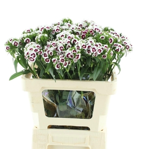 DI BARB S WILL PURPL