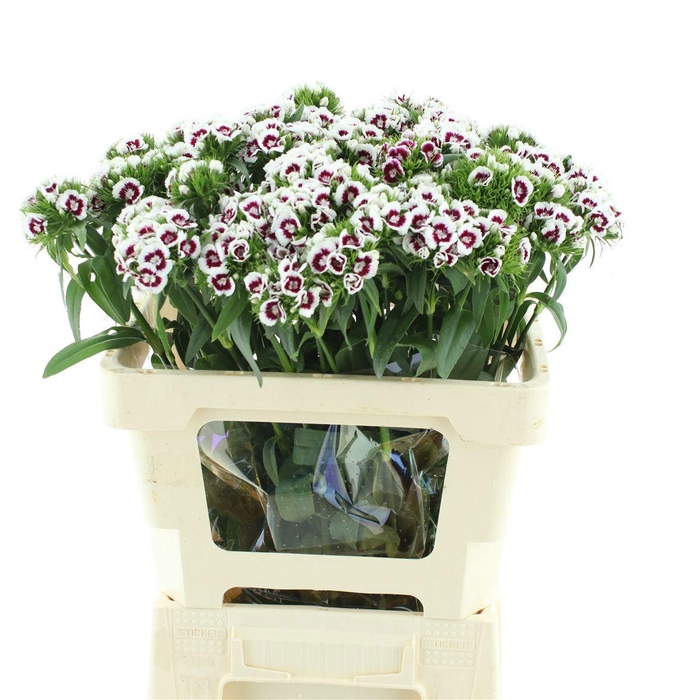 <h4>DI BARB S WILL PURPL</h4>