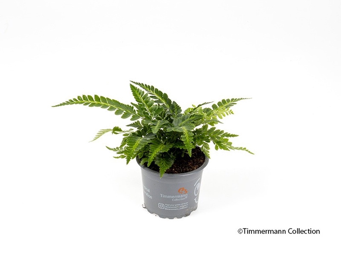 ARACHNOIDES ADIANTIFORMIS