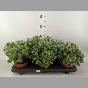 Crassula arborescens