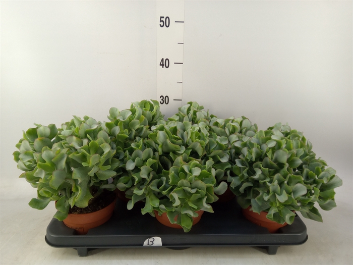 <h4>Crassula arborescens</h4>