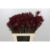 Leucadendron Blush Spray